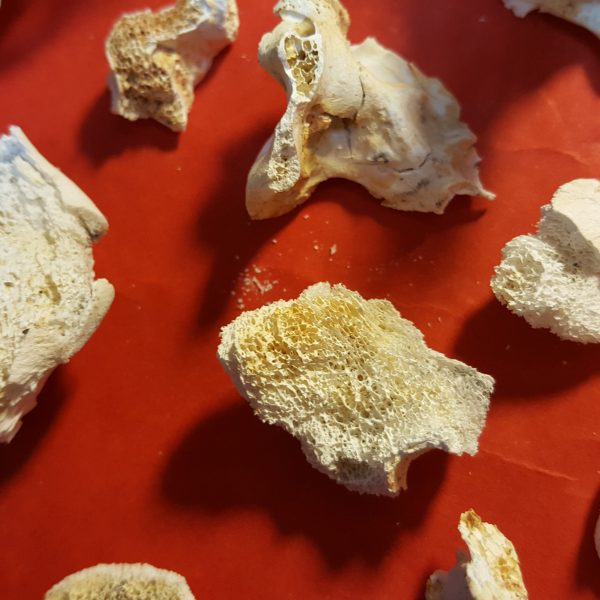 火化後燒出舍利花及堅固子