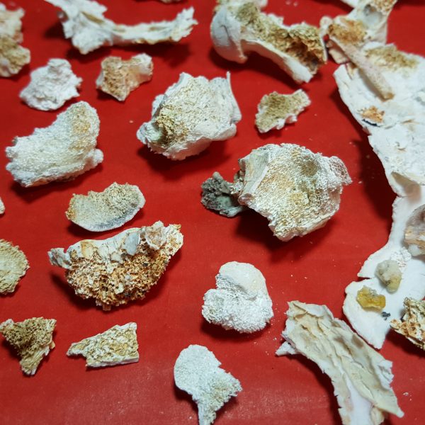 火化後燒出舍利花及堅固子