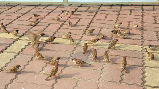 諸惡莫作眾善奉行