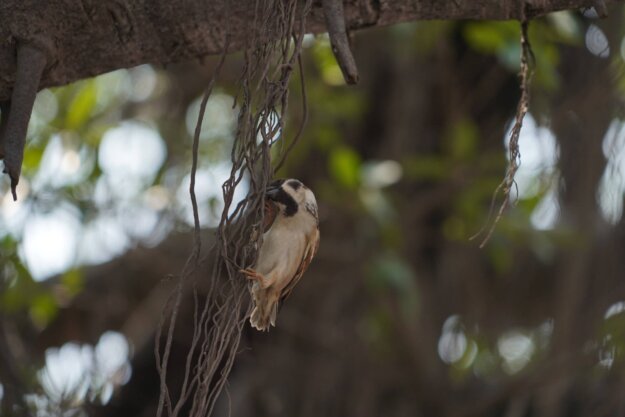 諸惡莫作眾善奉行