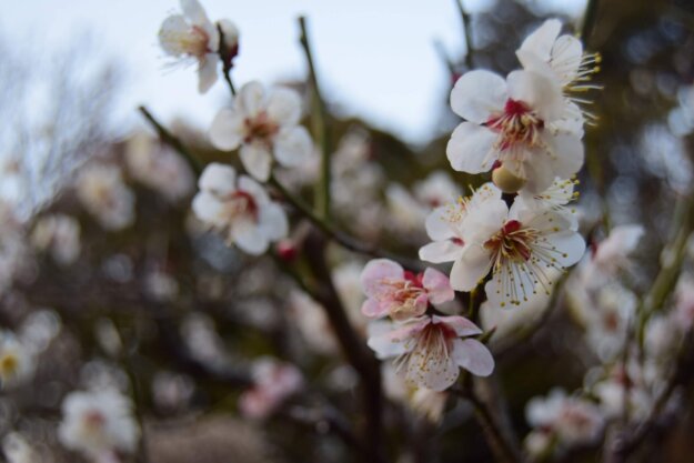 諸惡莫作眾善奉行