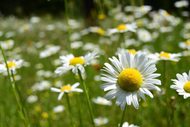 往昔所造諸惡業皆由無始貪瞋癡 從身語意之所生一切我今皆懺悔