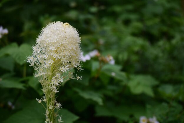 誠心祈求佛陀.佛母回返人間