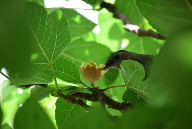 諸惡莫作眾善奉行