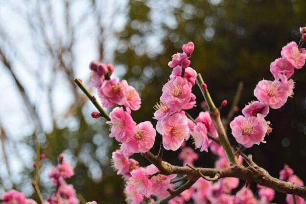諸惡莫做眾善奉行