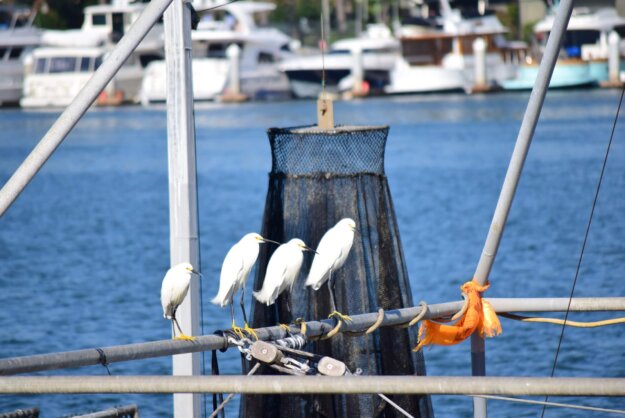 祈求諸佛菩薩讓我能趕快康復參加法會