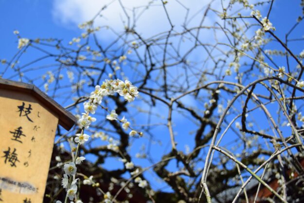 第一次參加觀音大悲感召加持法會 內心平安眼淚不停留下