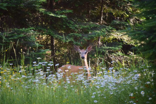 諸惡莫做眾善奉行