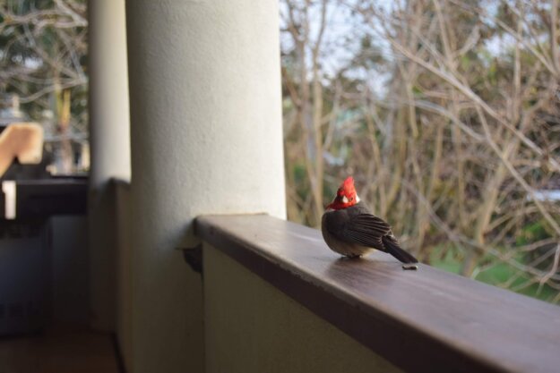 這是我第一次參加觀音大悲感召加持法會