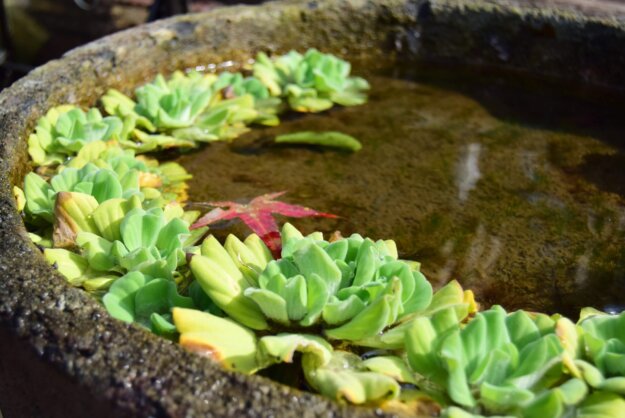 見證佛法真實不虛，感恩觀世音菩薩的加持