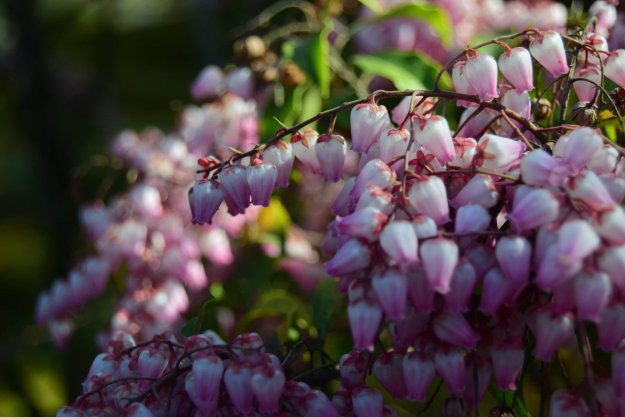 感恩上師超渡高齡99歲已失智的父親 感恩上師超渡高齡99歲已失智的父親