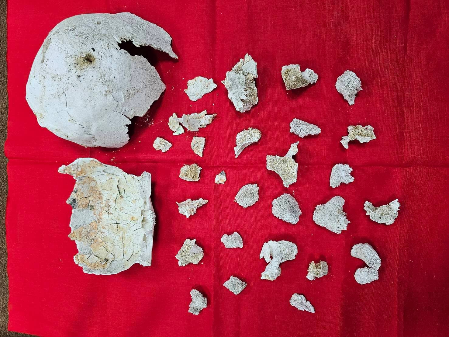 父親林朝慶火化後的殊勝舍利花
