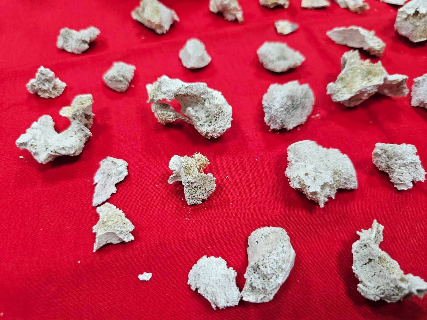 父親林朝慶火化後的殊勝舍利花