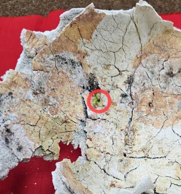 父親林朝慶得受加持火化後的頭蓋骨
為便於恭看,拉近鏡頭放大
