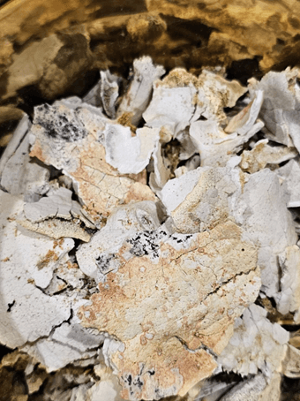 火化的頭蓋骨內側呈現大片橘紅珊瑚色