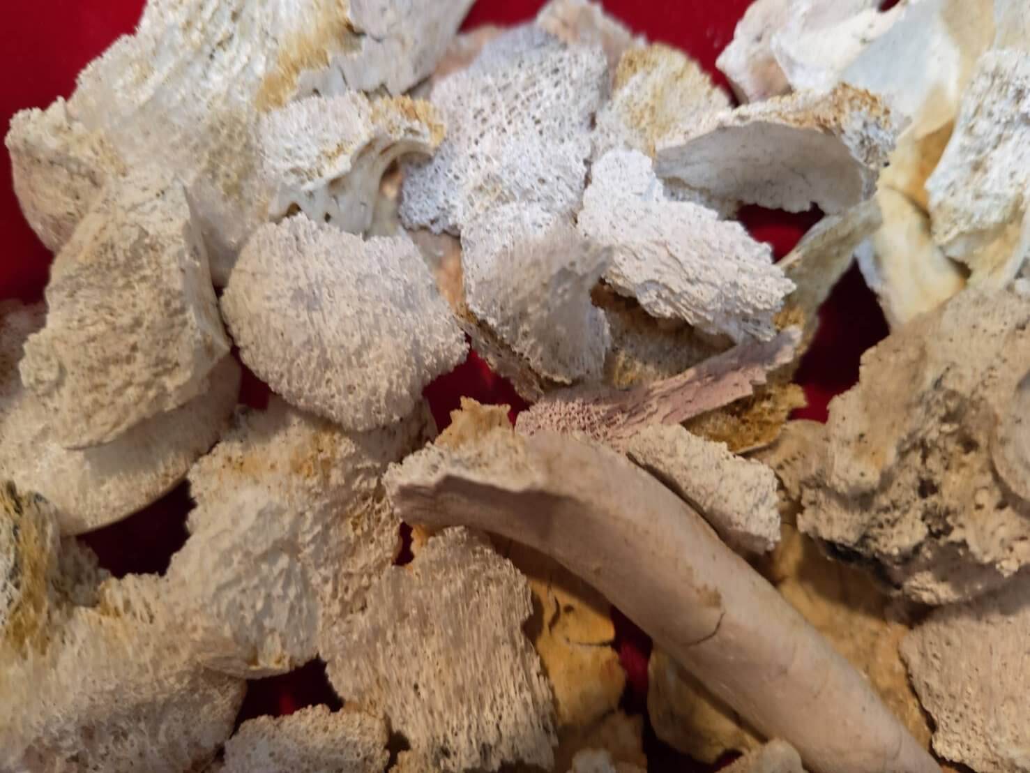 父親火化後撿拾聖物有很多吉祥的舍利花