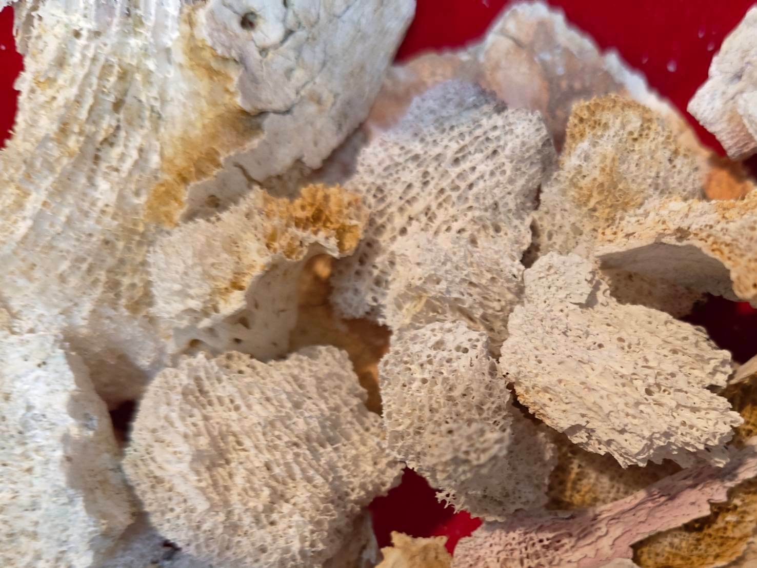 父親火化後撿拾聖物有很多吉祥的舍利花