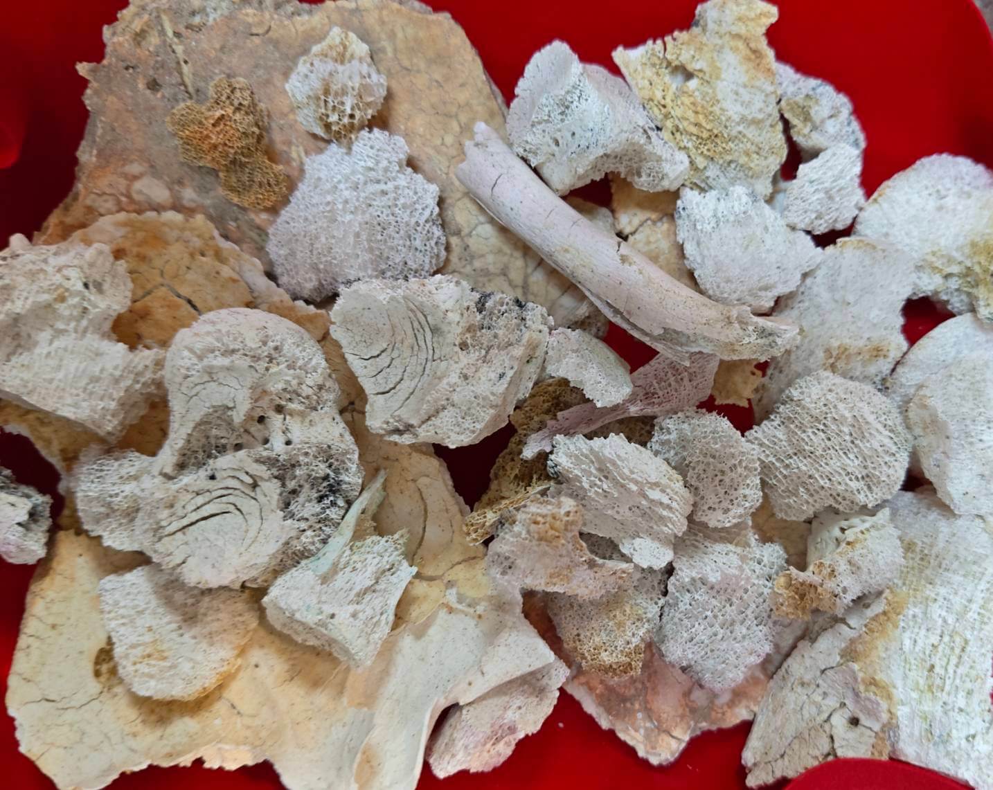 父親火化後撿拾聖物有很多吉祥的舍利花