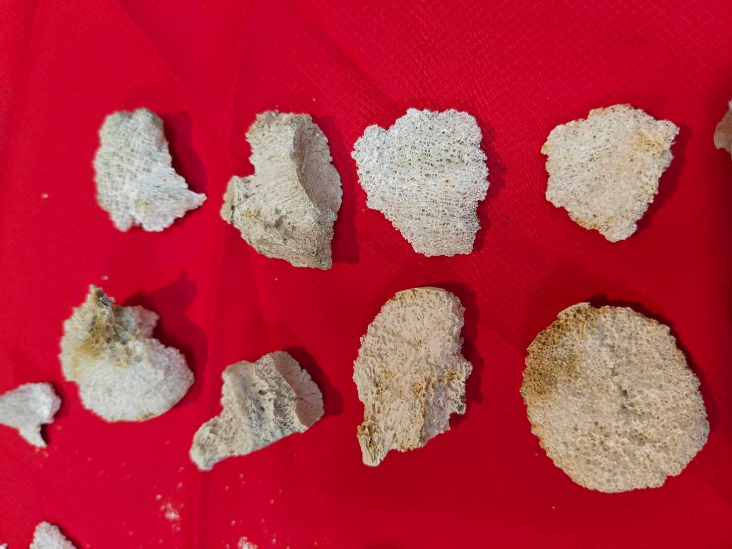 父親火化後撿拾聖物有很多吉祥的舍利花