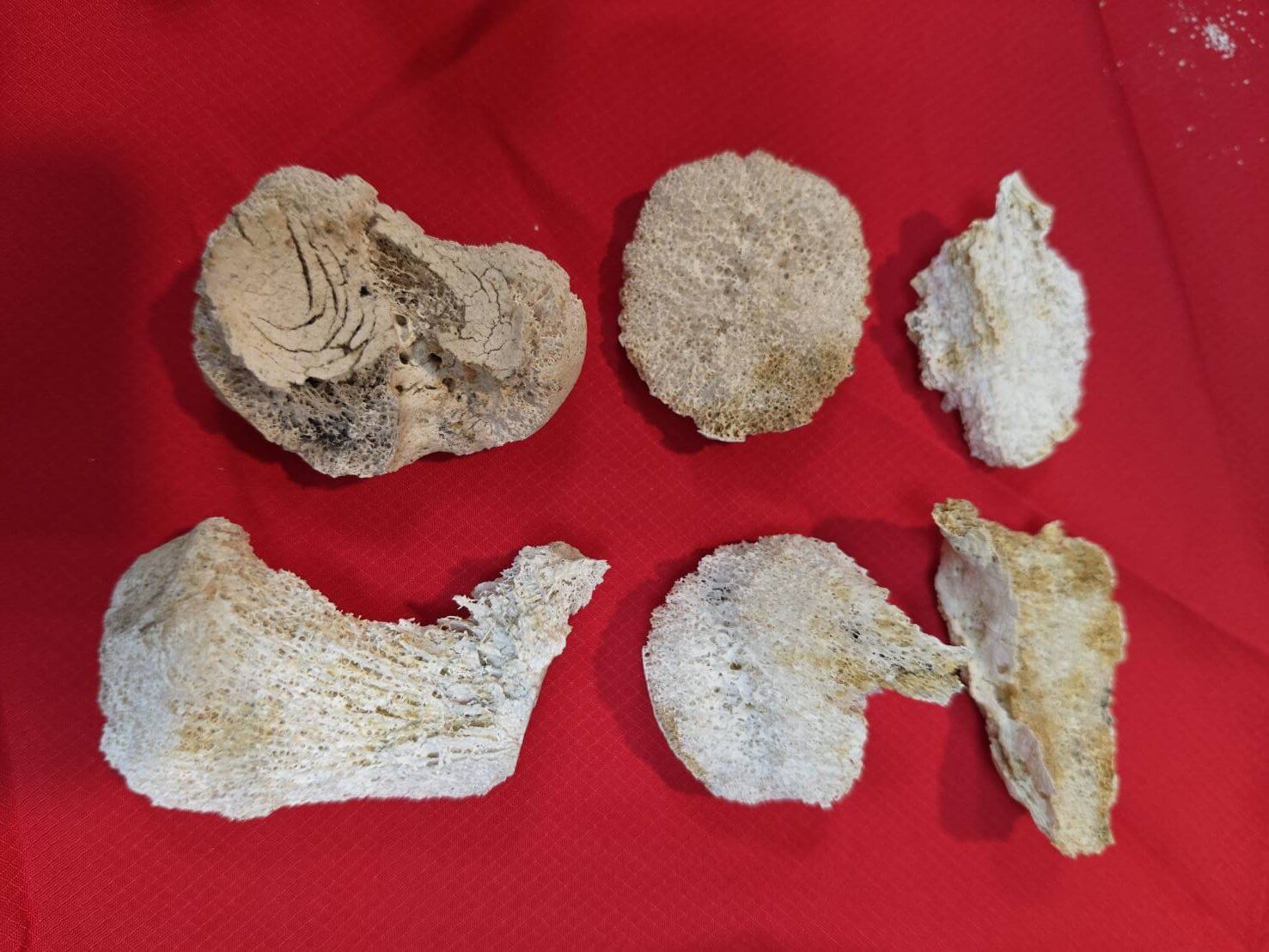 父親火化後撿拾聖物有很多吉祥的舍利花