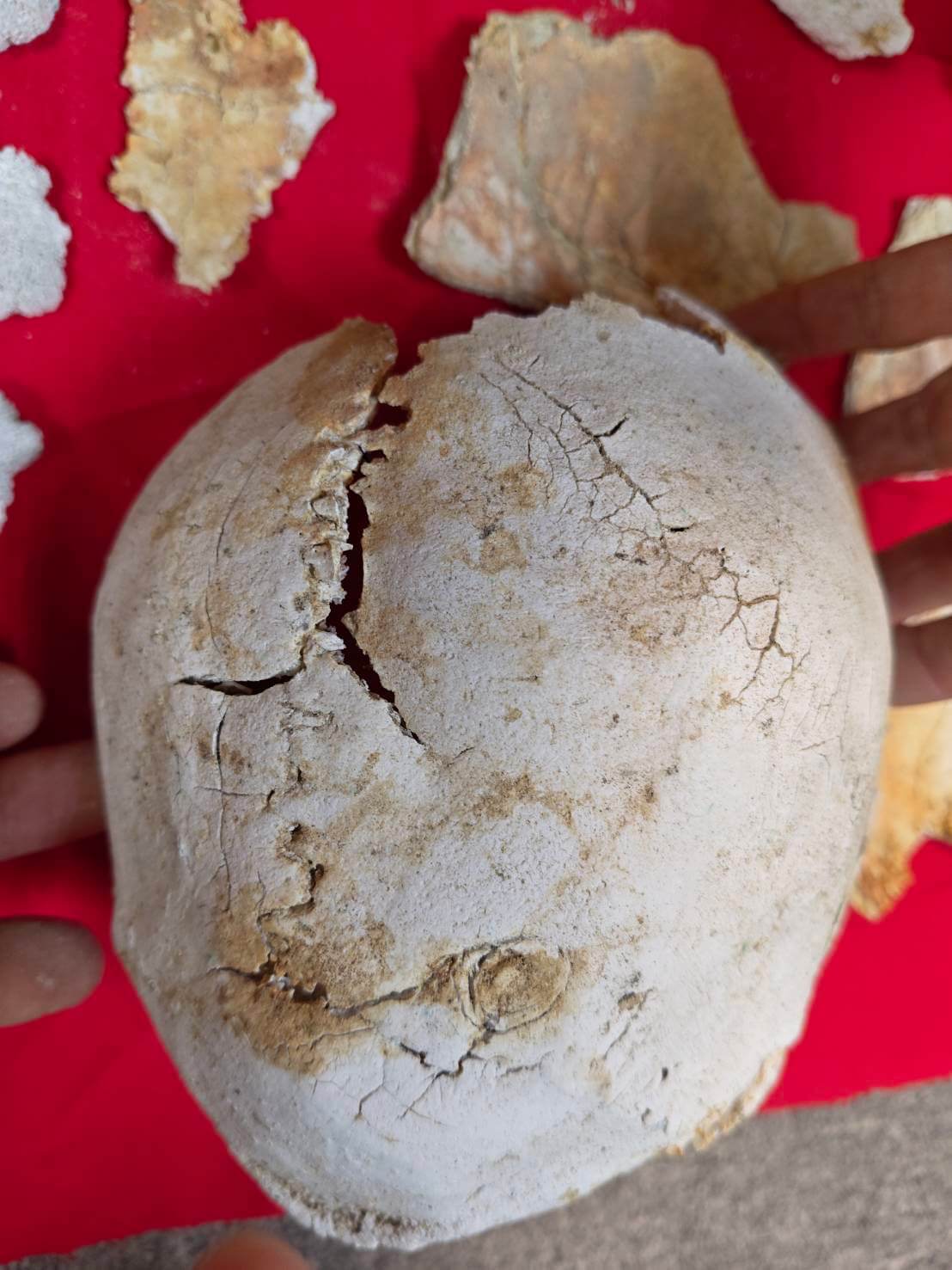 父親火化後撿拾聖物有很多吉祥的舍利花