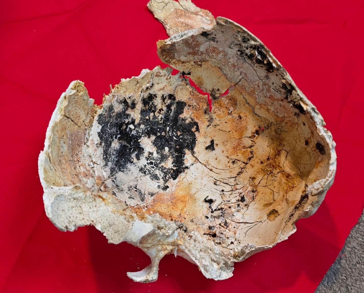 父親火化後撿拾聖物，頭蓋骨呈珊瑚紅