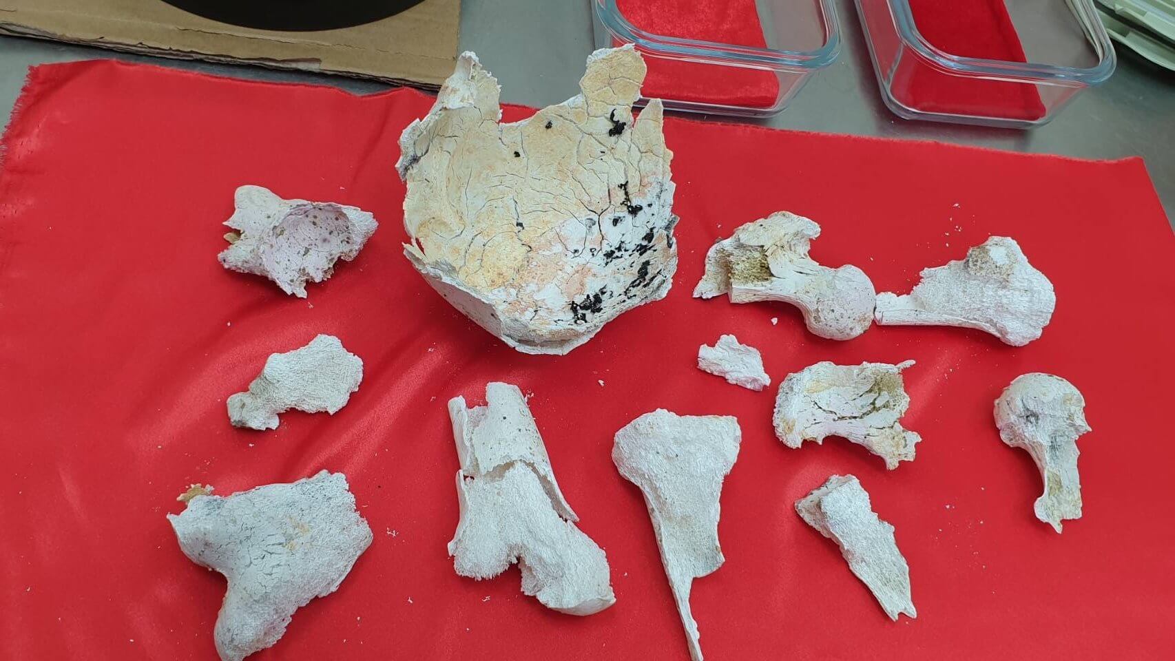 告別式後火化出的吉祥物，頭蓋骨呈現粉紅色，也有許多舍利花相當殊勝