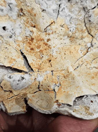 火化的頭蓋骨內側呈現大片橘紅珊瑚色