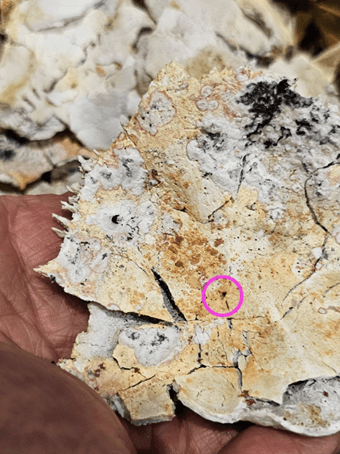 火化的頭蓋骨內側呈現大片橘紅珊瑚色，其中一塊頭頂蓋骨上方出現一個小洞