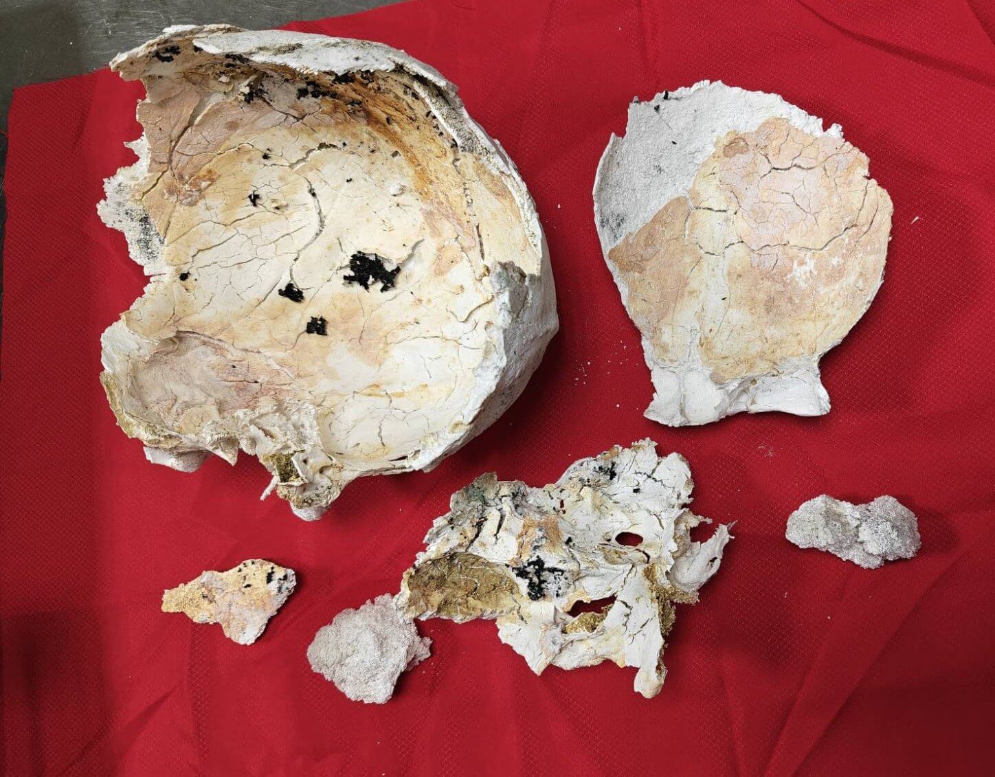 火化後頭蓋骨完整呈現珊瑚色