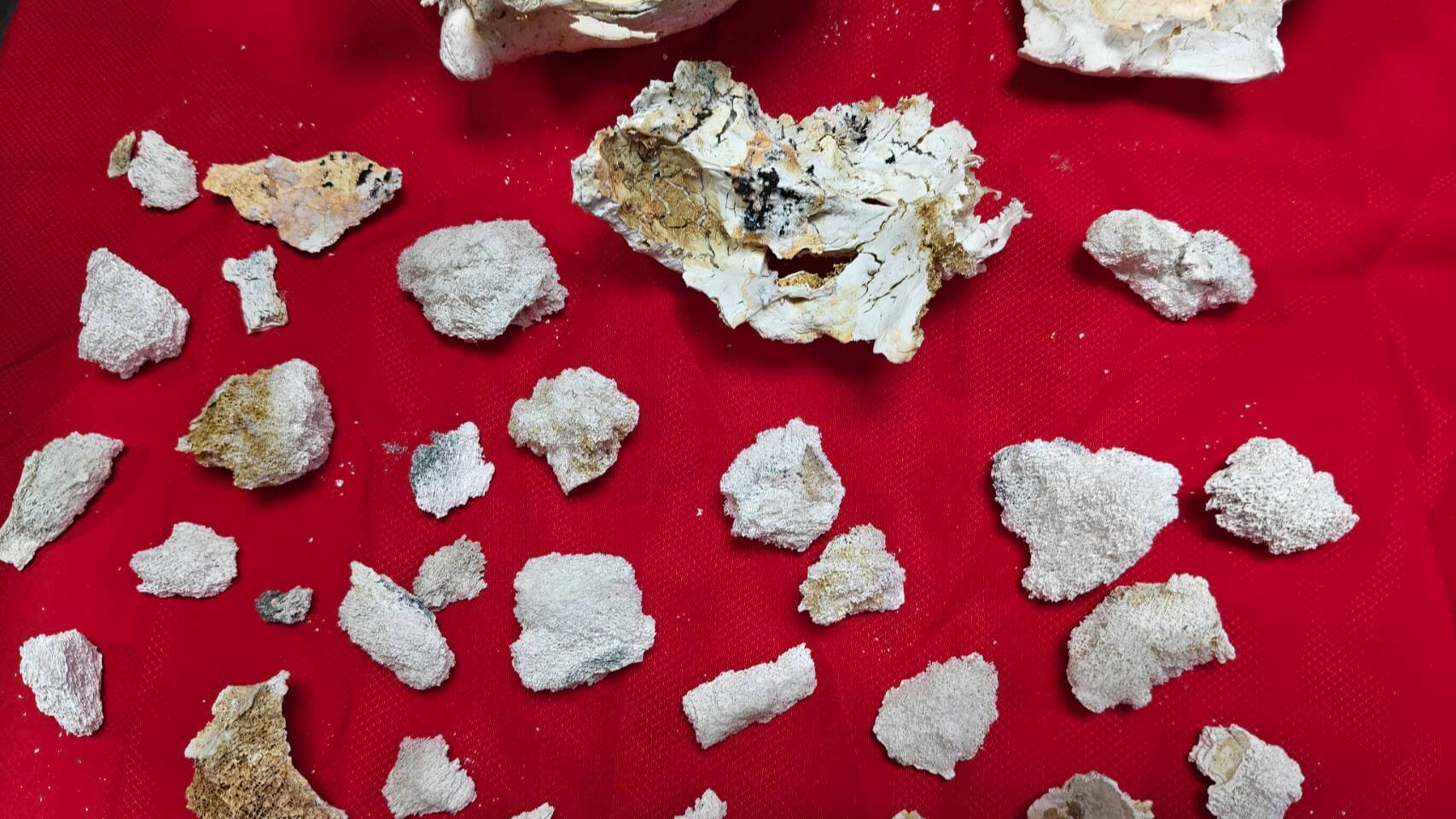 火化後有許多相當殊勝的舍利花