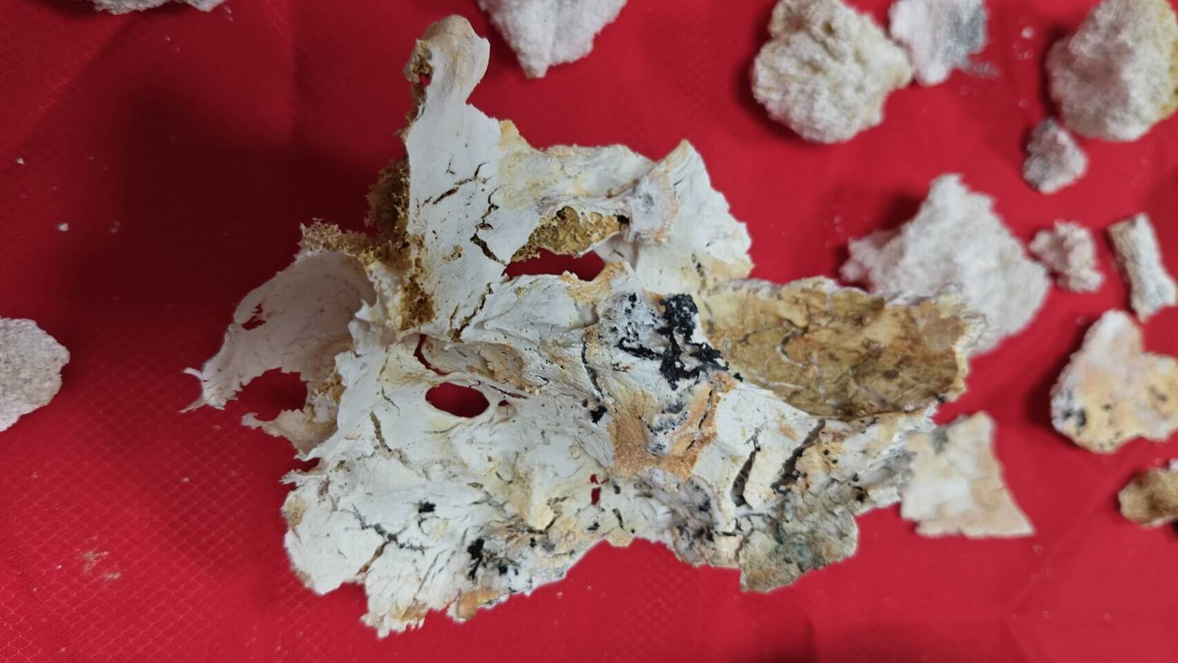 火化後有許多相當殊勝的舍利花