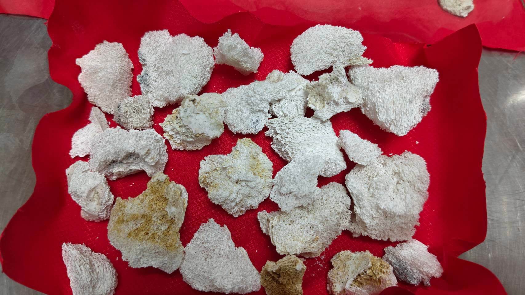 火化後有許多相當殊勝的舍利花