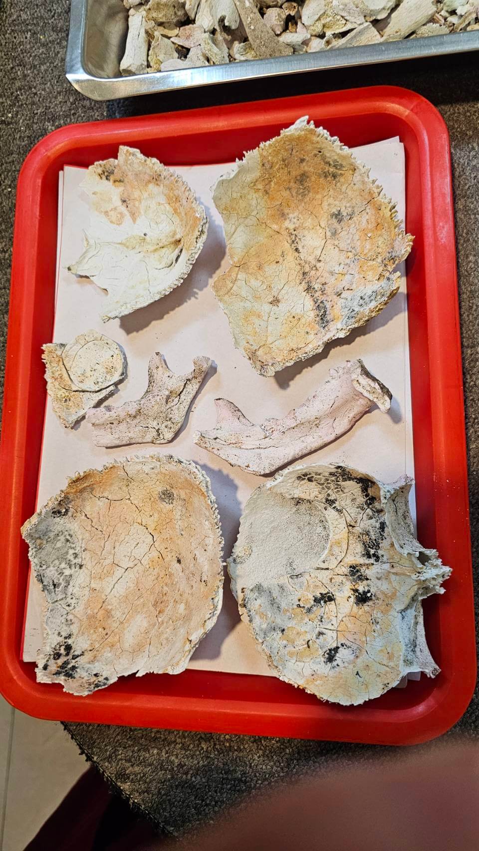 火化後同修的頭蓋骨大部分完整,呈現珊瑚色