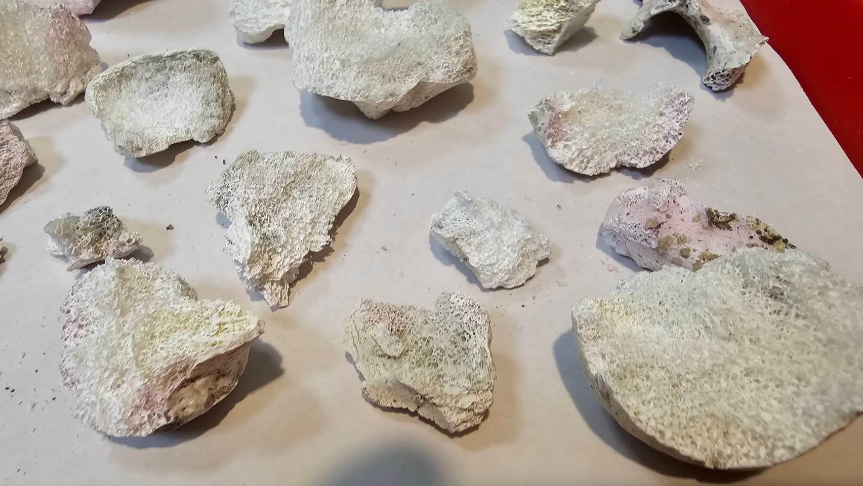 火化後有許多舍利花