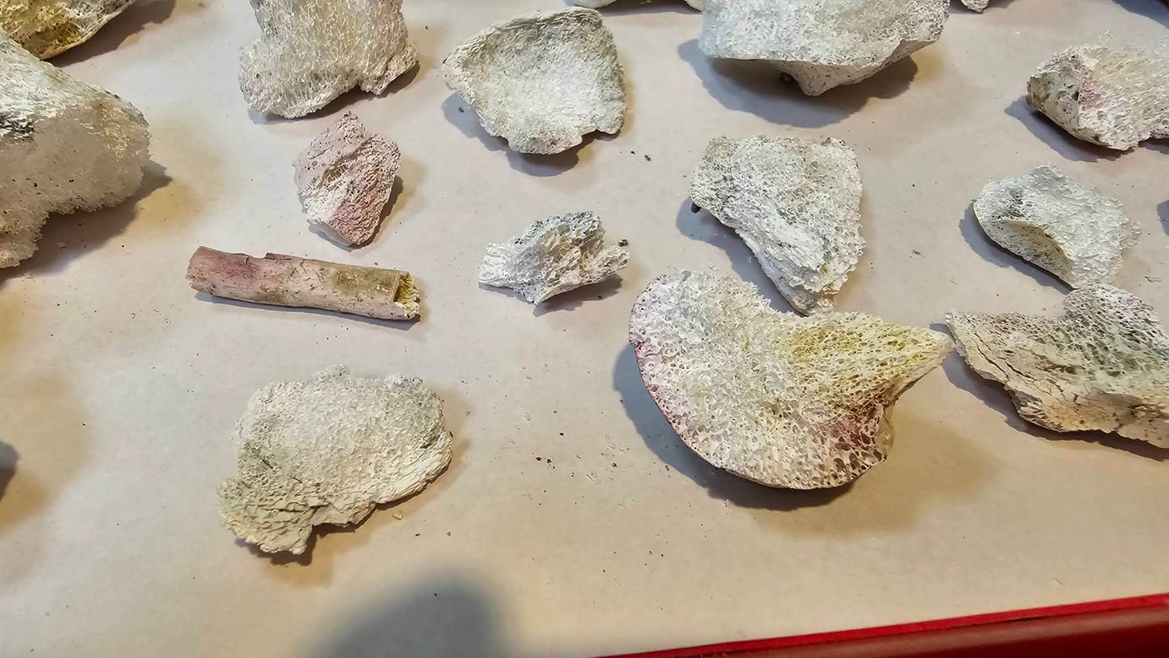 火化後有許多舍利花