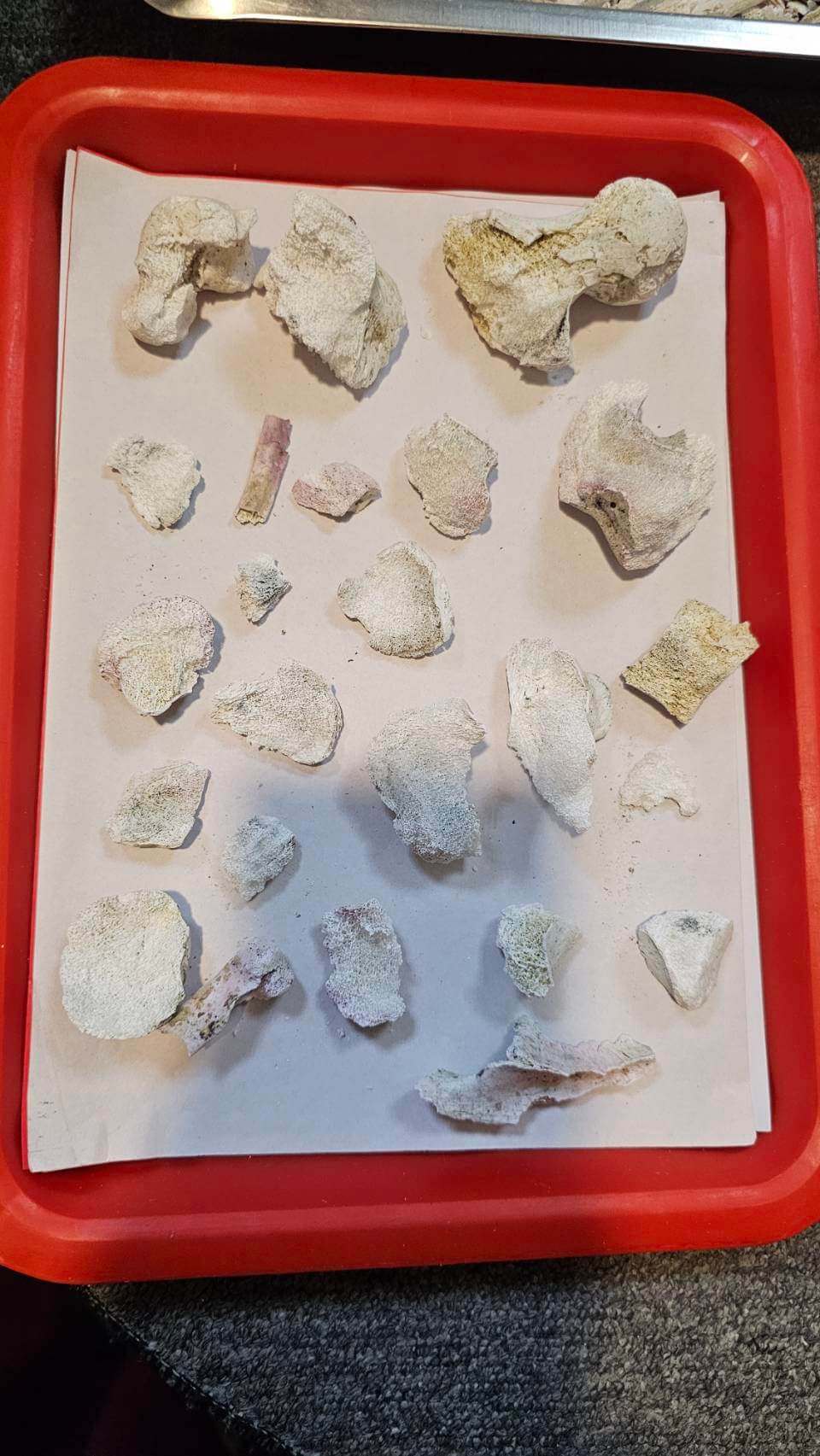 火化後有許多舍利花