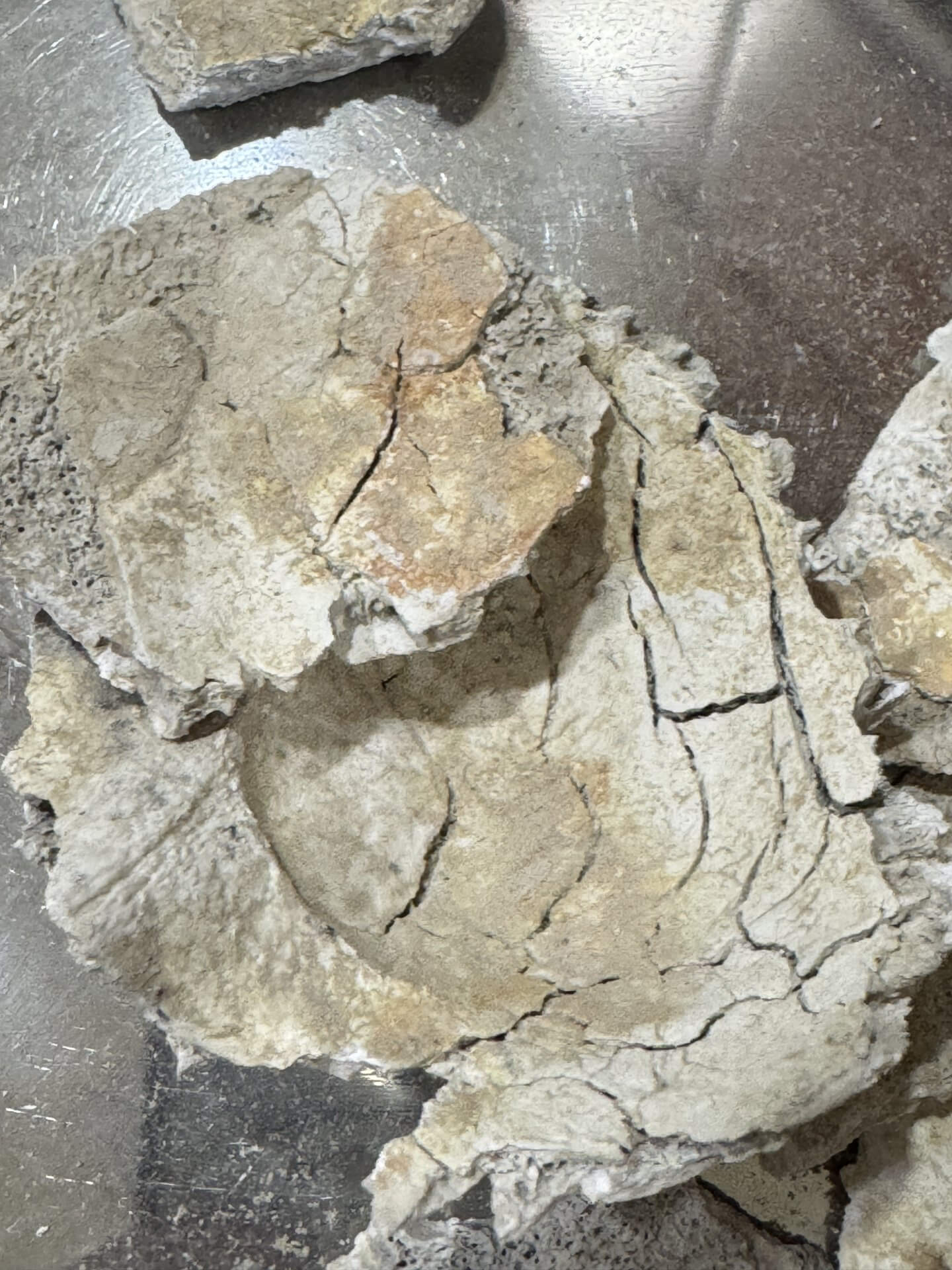 火化後，父親的頭蓋骨呈現珊瑚色