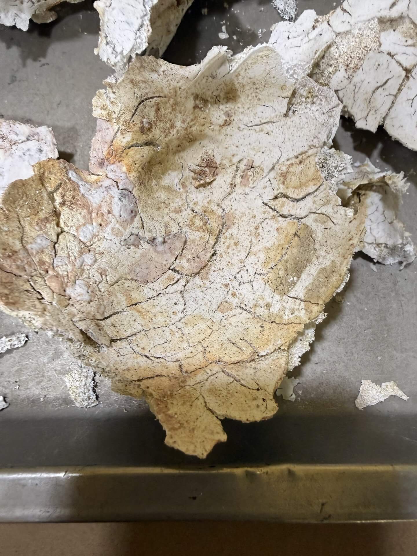奶奶火化後，頭蓋骨泛紅，骨頭有紅舍利花，黃舍利花，淡紫舍利花