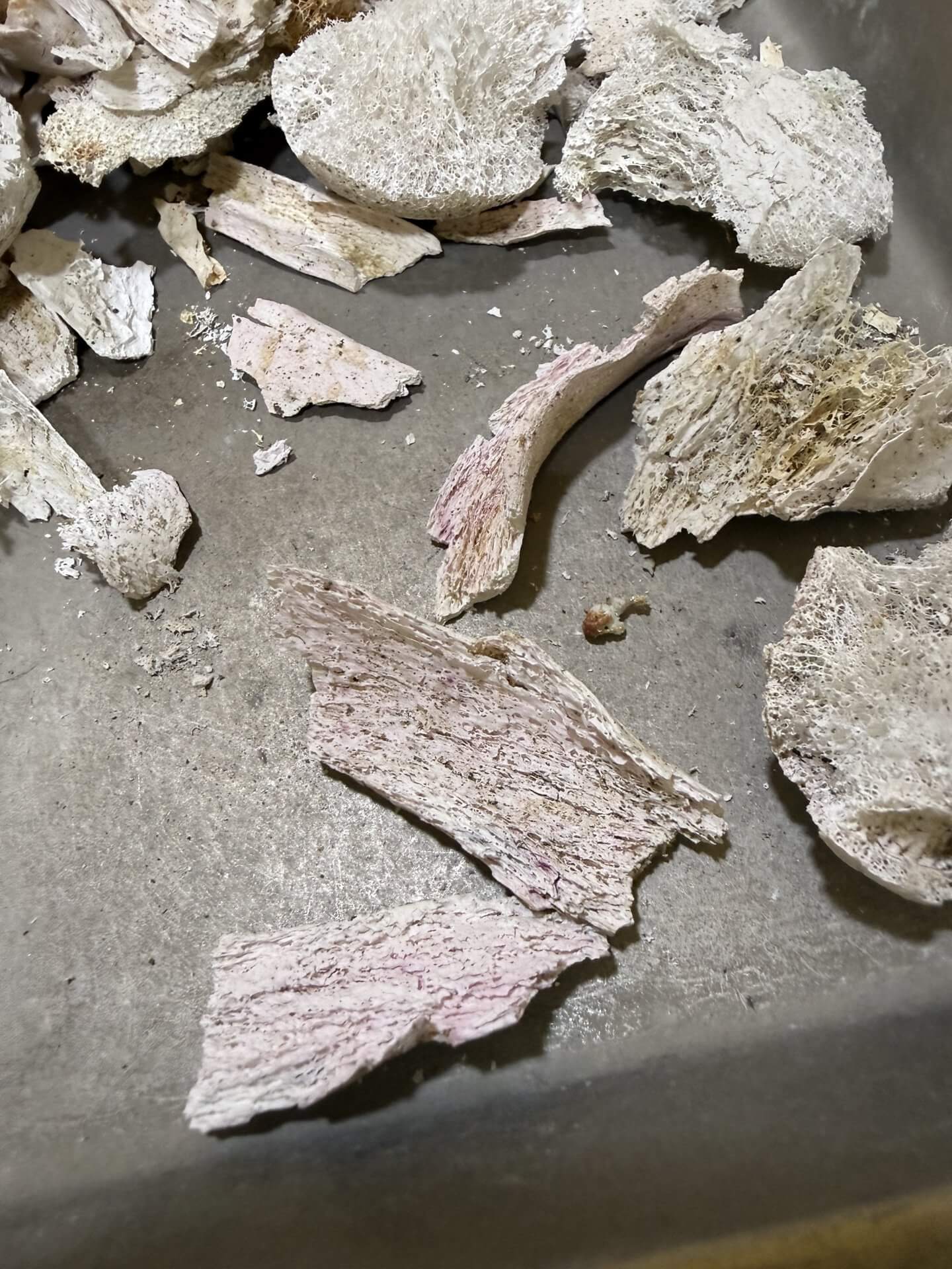 奶奶火化後，頭蓋骨泛紅，骨頭有紅舍利花，黃舍利花，淡紫舍利花