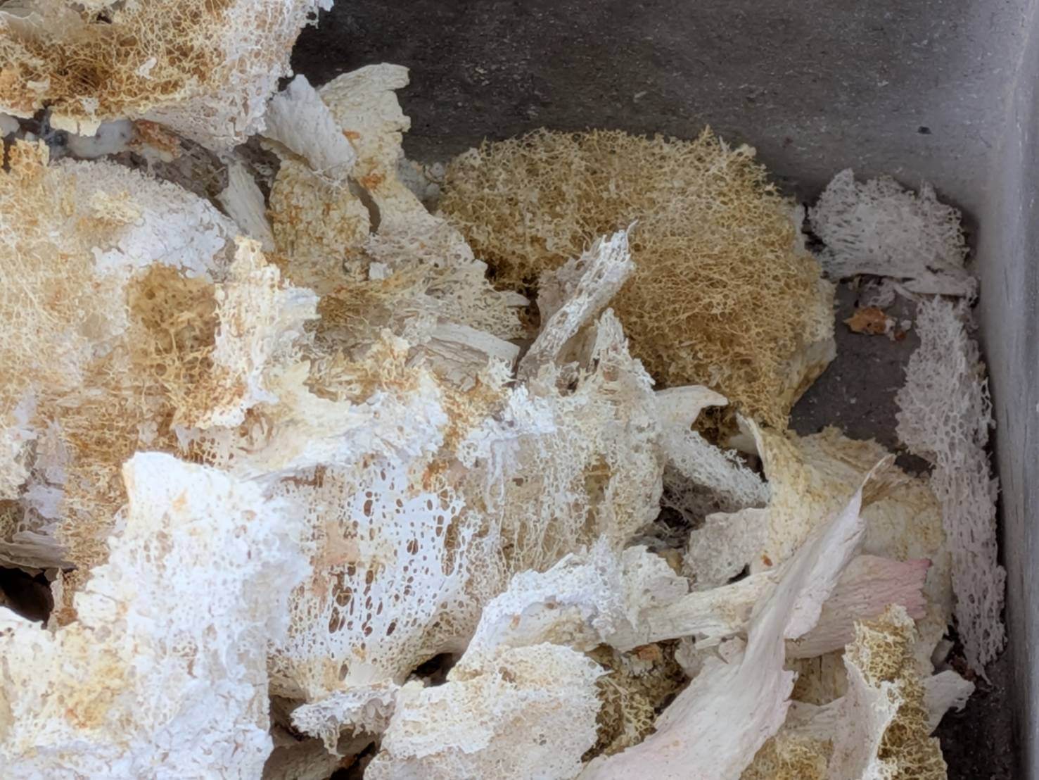 岳母火化後頭蓋骨因為長年骨質疏鬆呈碎片狀,但透出粉紅色,還有黃色的舍利花等聖物