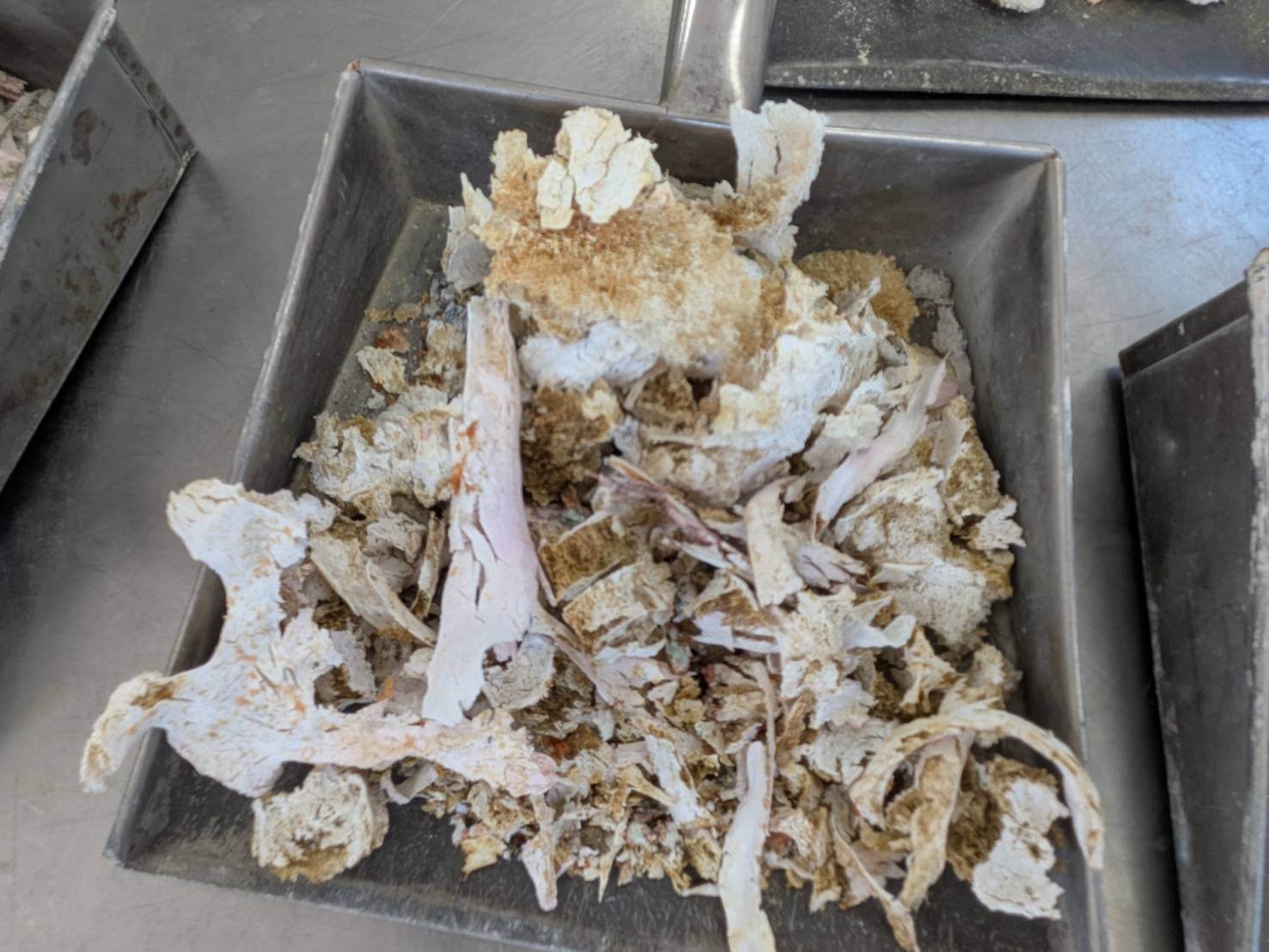 岳母火化後頭蓋骨因為長年骨質疏鬆呈碎片狀,但透出粉紅色,還有黃色的舍利花等聖物