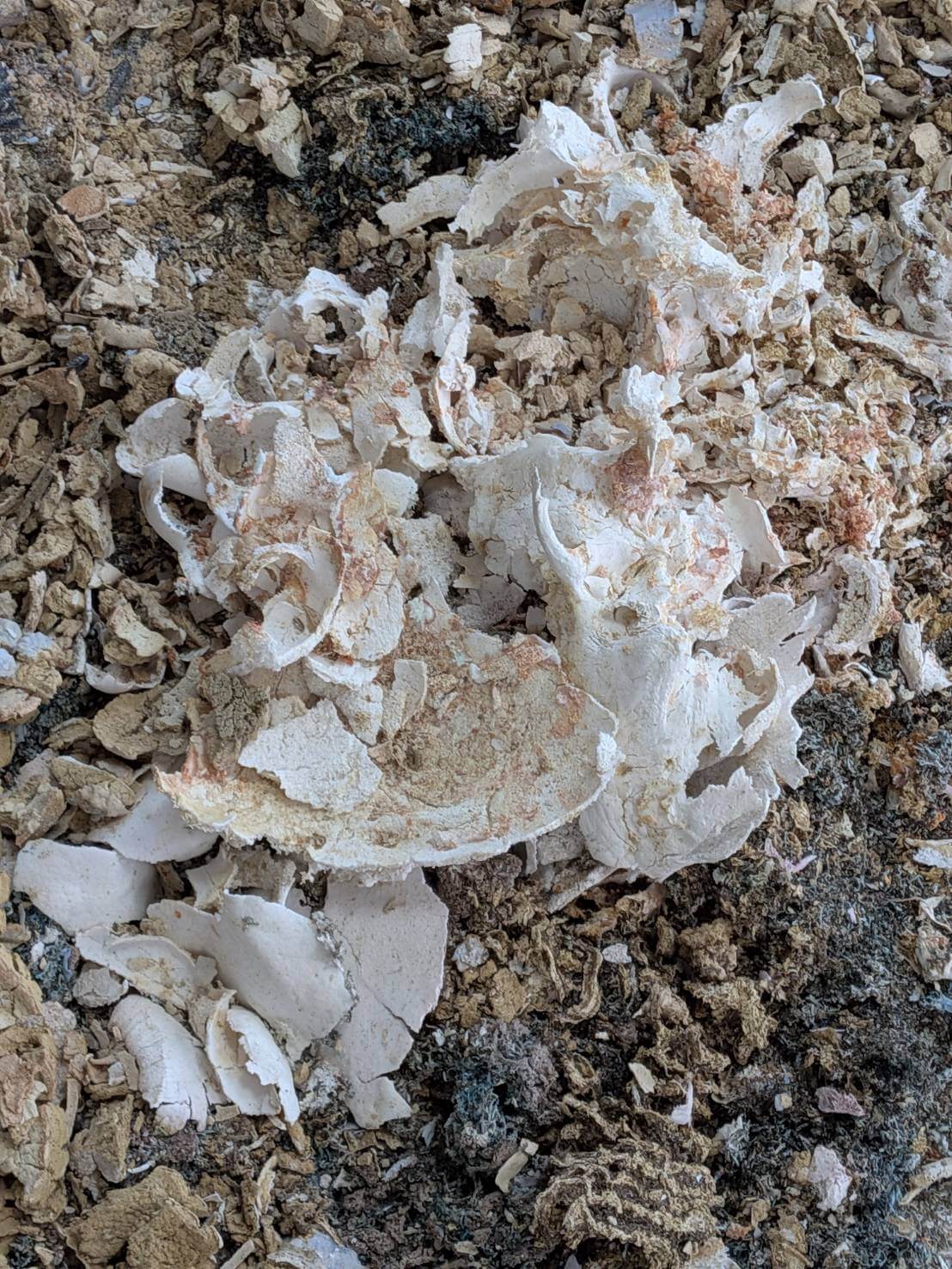 岳母火化後頭蓋骨因為長年骨質疏鬆呈碎片狀,但透出粉紅色,還有黃色的舍利花等聖物