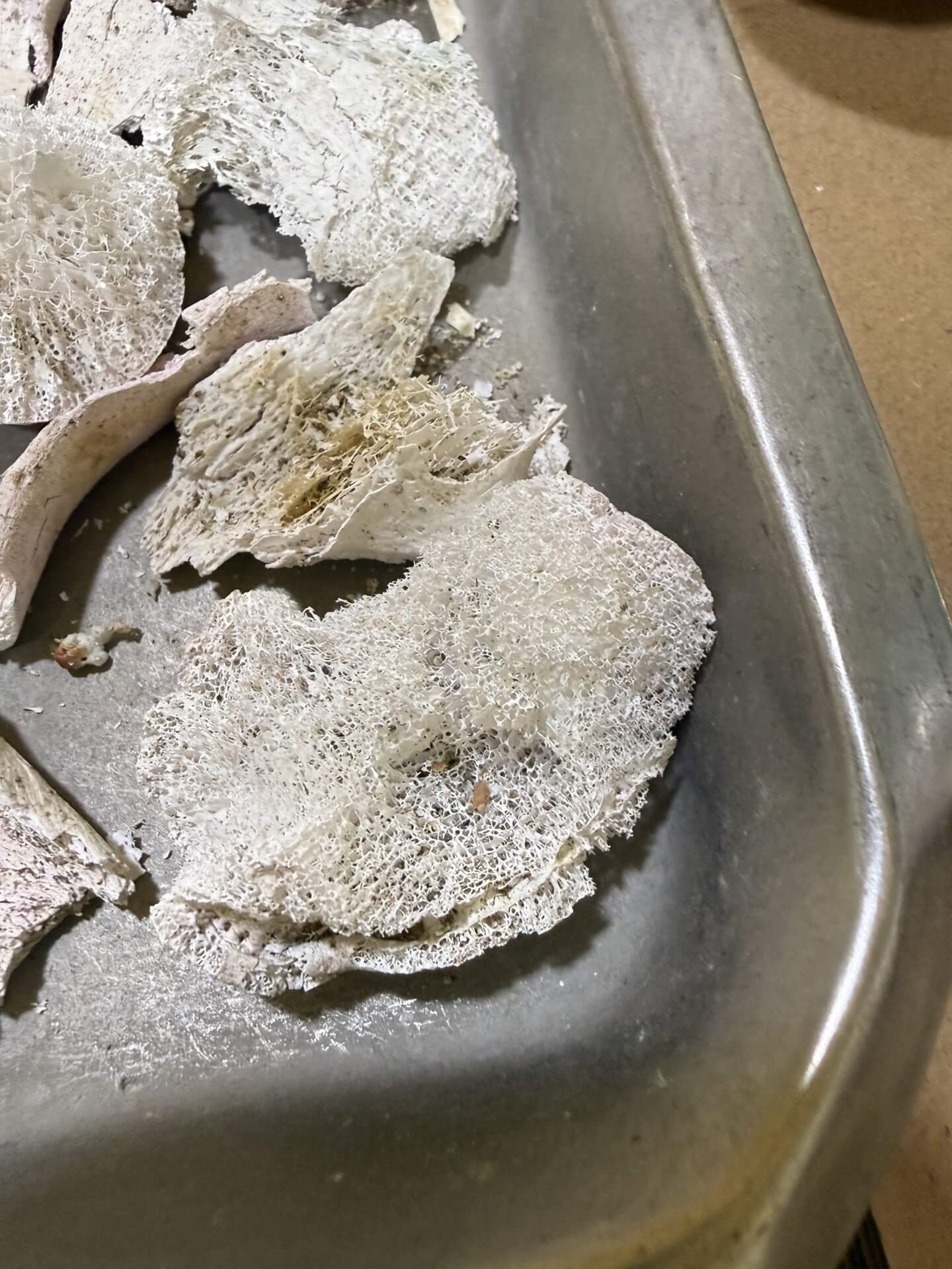 奶奶火化後，頭蓋骨泛紅，骨頭有紅舍利花，黃舍利花，淡紫舍利花